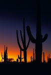 Saguaro-NP