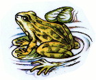 01 frosch