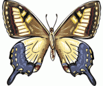 butterfly02