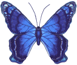 butterfly14