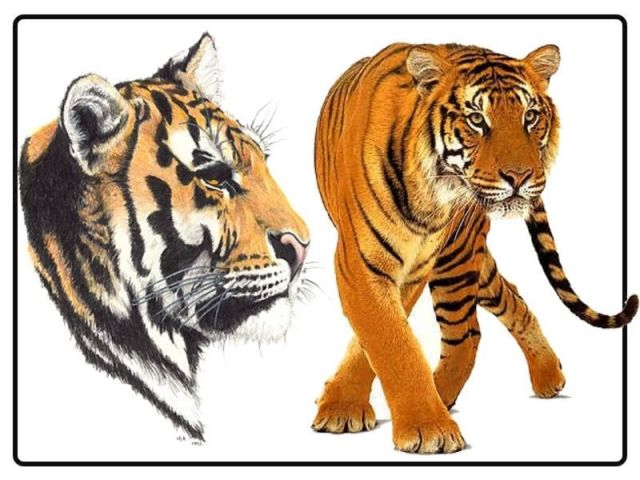 tiger 6